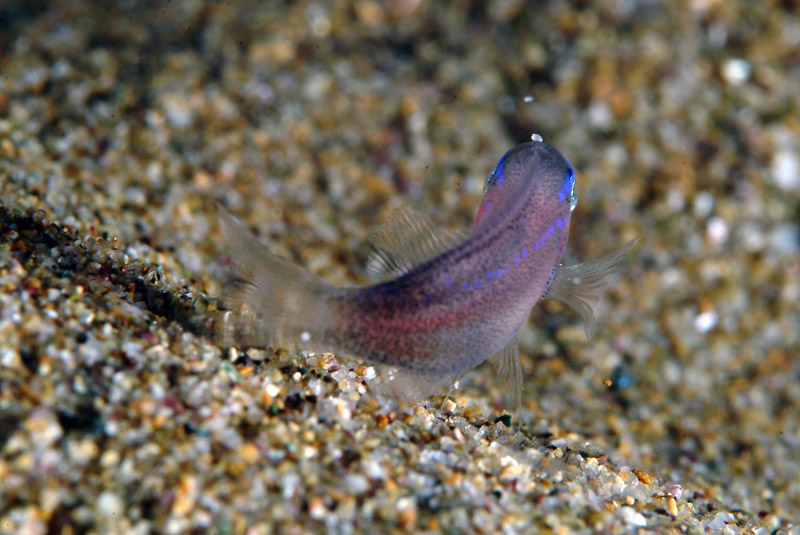 juvenile Chromis chromis